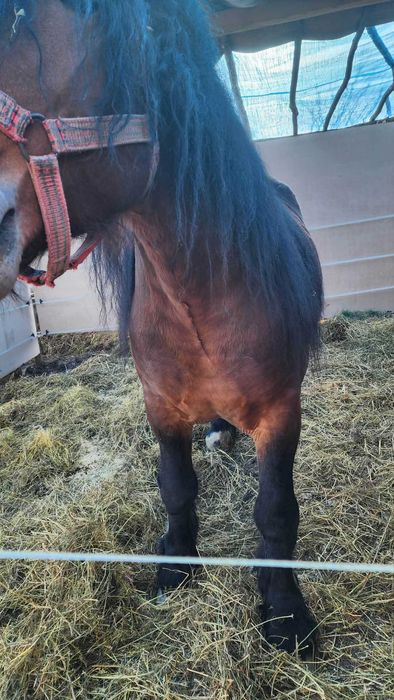 Vand armasar de 3 ani!