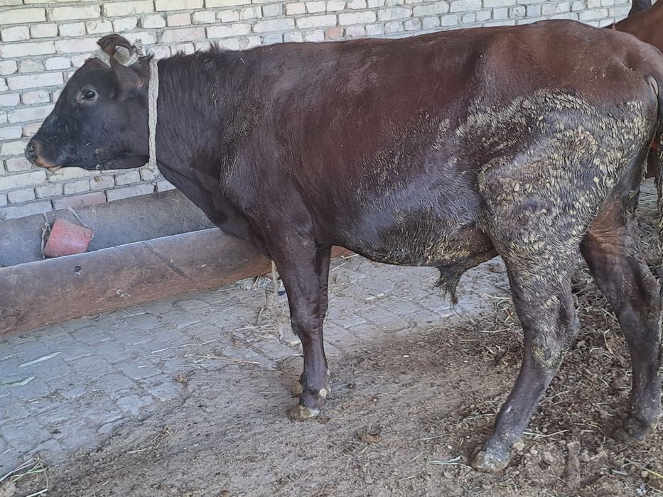 Buqa sotiladi sog'lig'i garantiya Yeyishi zo'r