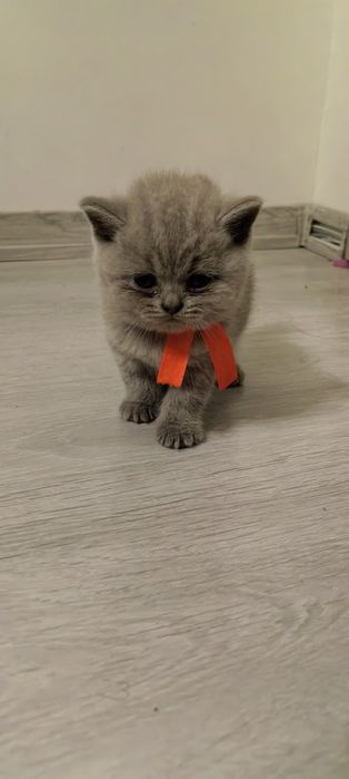 Британска Късокосместа