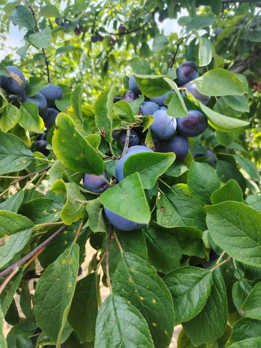 Vand prune Centenar