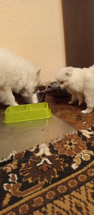 Мини шпиц-пумеран