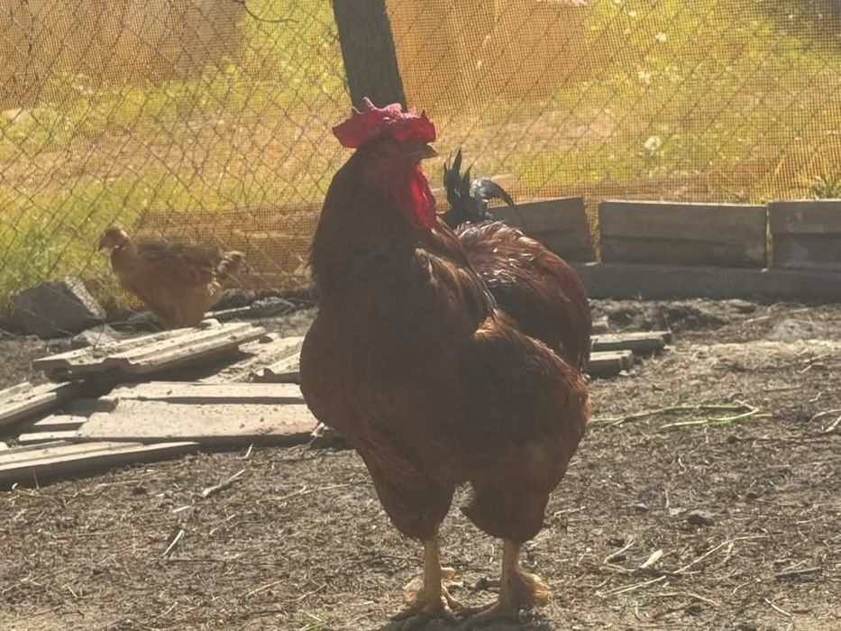 Vând, sau schimb animale pe animale!