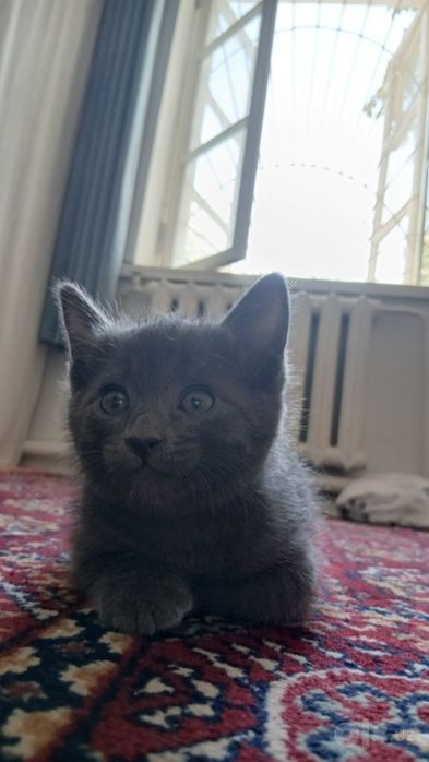 Котик в подарок в добрые руки