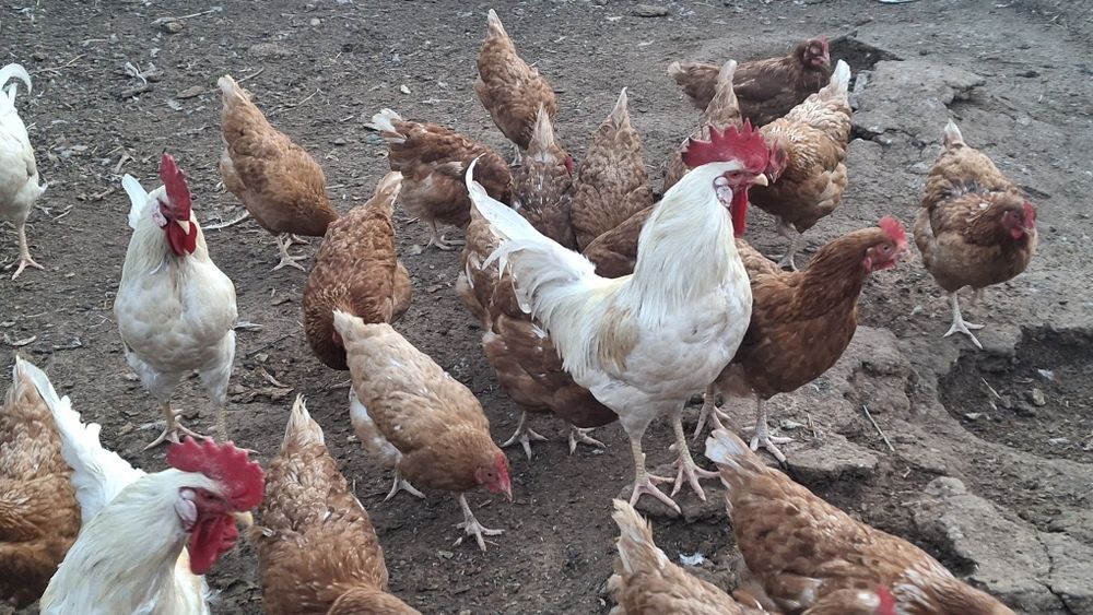 Икубатир жумыртқа