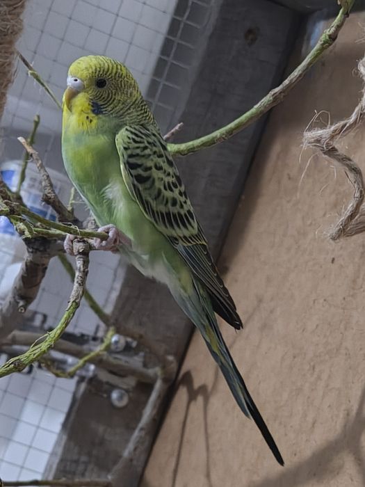 Продам Попугаев Волнистые