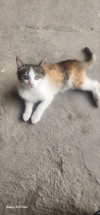 Mushuklarni berib yuvoramiza