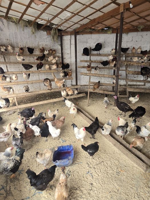 Тауықтар сатылады