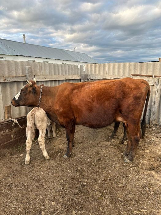 Порно видео swedlana meridian depositfiles