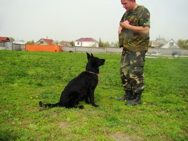 Профессиональная дрессировка собак