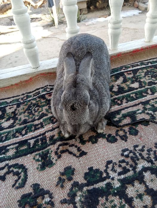 Quyo sotiladi goʻsht hisobida