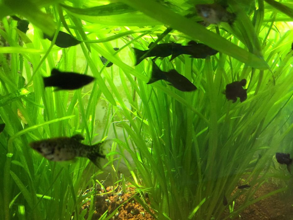 Vand pești, molly si plante de acvariu
