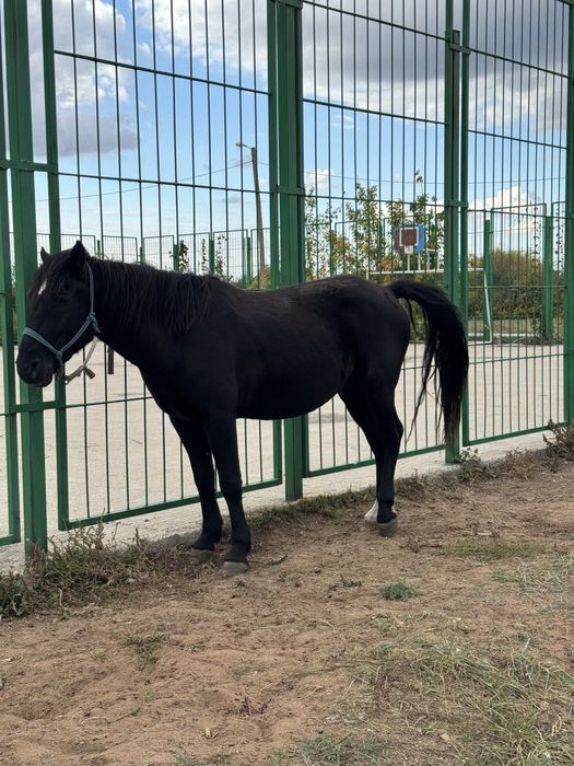 Жылқы сатылады (Астана)