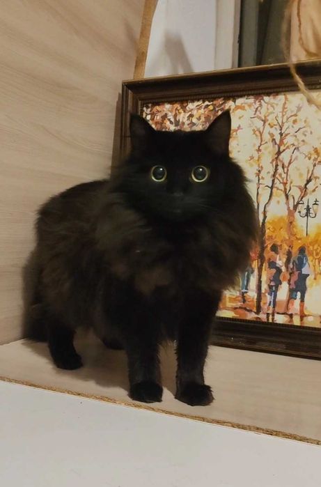 Пушистая красавица ищет дом