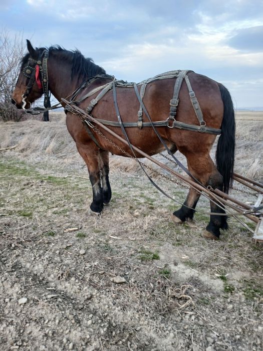 Vând cal 4 pe 5 ani