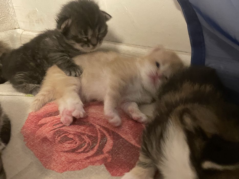 Бронь котят шотланских