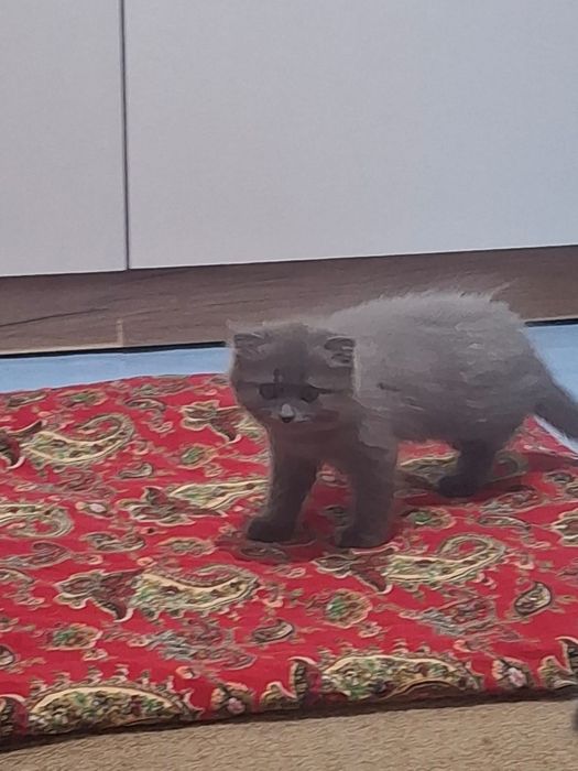 Үйдің вислоухий мысықтары, котята вислоухий породистый.