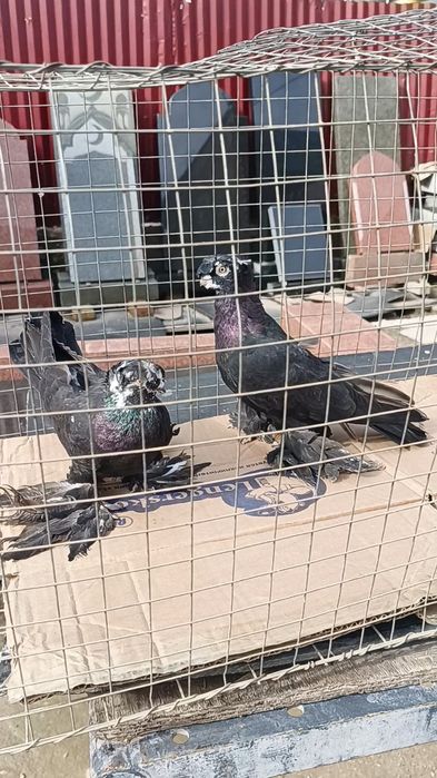 Голуби оптом гульсар, сочи, жуки