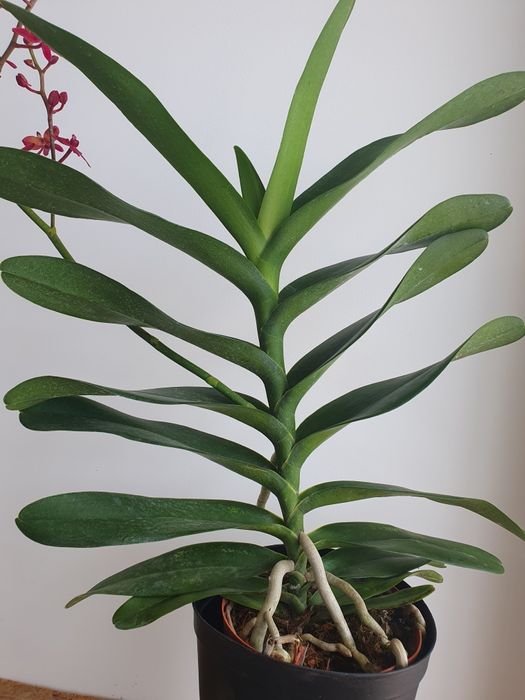 Arxideya Архидея