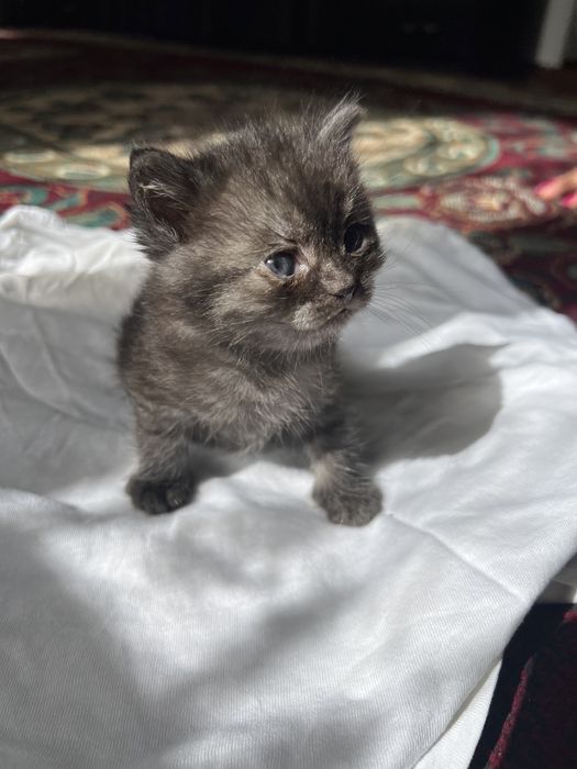 Продаем британских котят