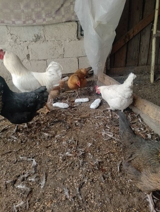 тауықтар сатылады