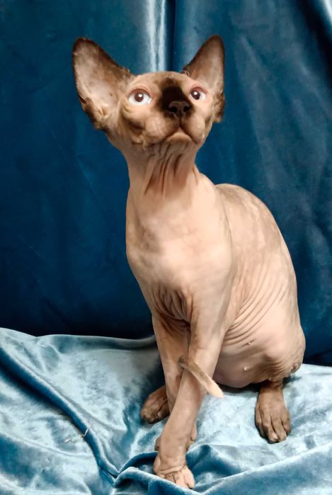Канадский сфинкс, чистокровный