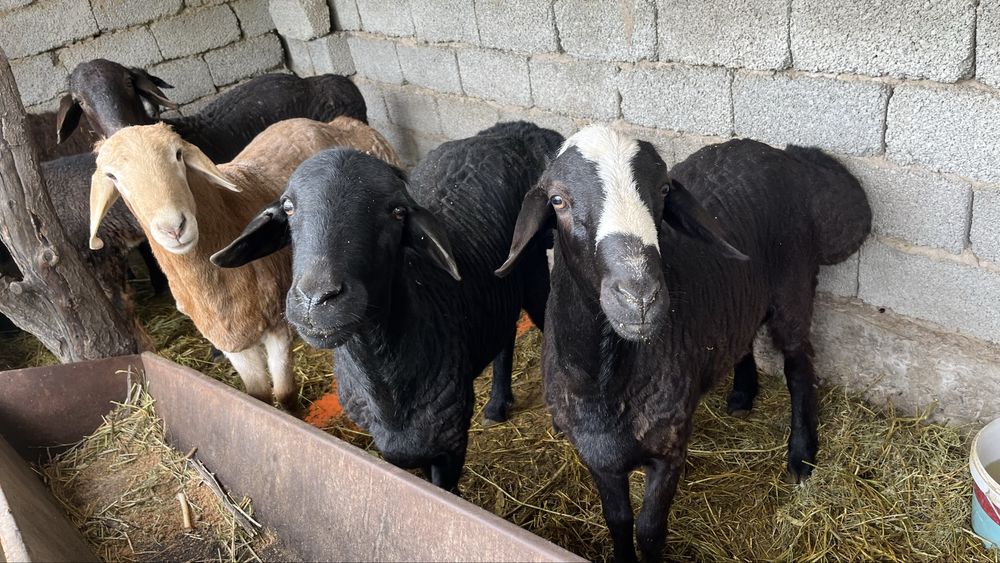 Бараны қошқар қой