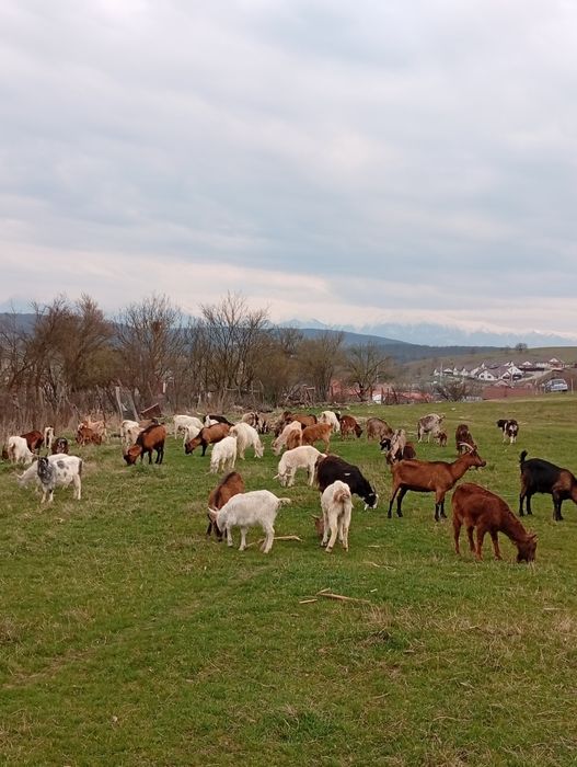 Capre de vânzare cu lapte și iede de anu trecut