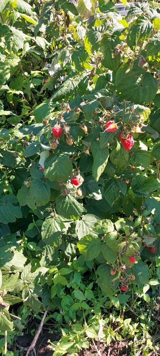 Продам  дачу сад Металург  750 000