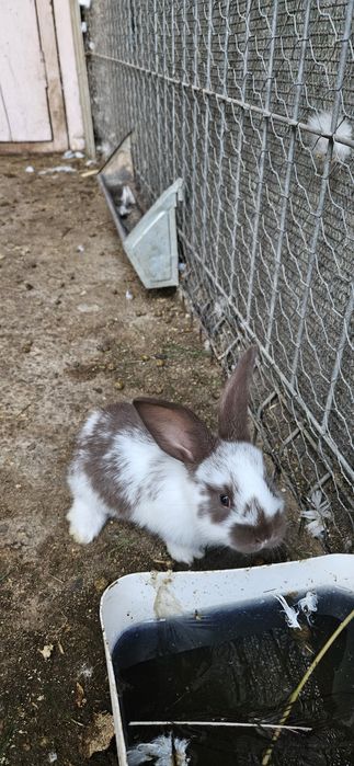 Pui de fluture german