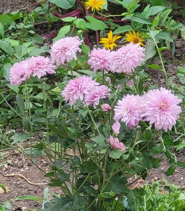 Ц. В. Е. Т. Ы. Хризантема