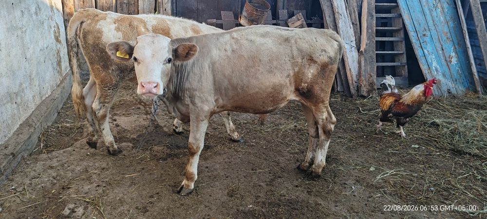 Продам шести месячного бычка