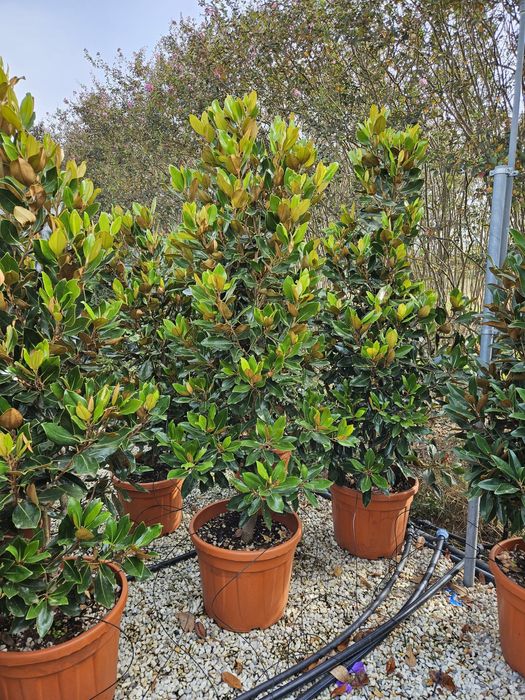 Magnolia grandiflora tufa și copac