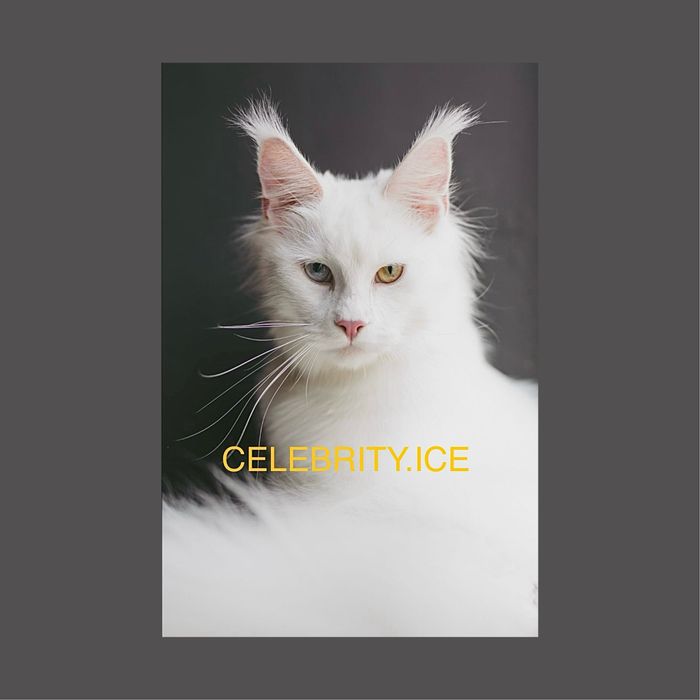 Мейн куны из питомника CELEBRITY ICE в Караганде