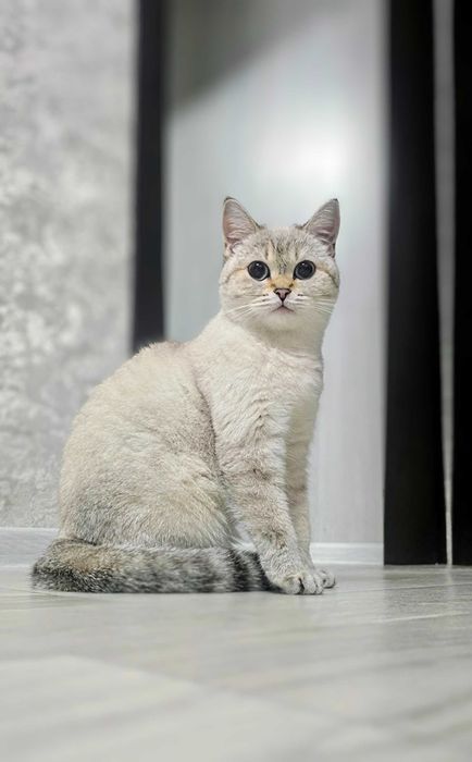 Британский котёнок