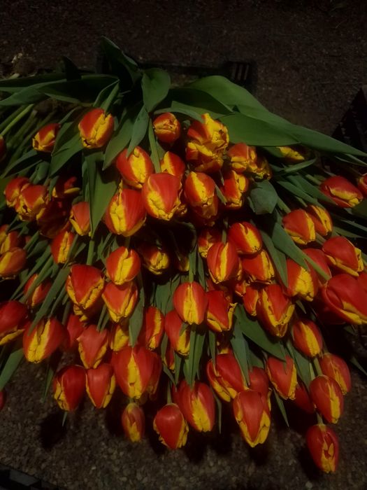 Тюльпаны крупный оптом
