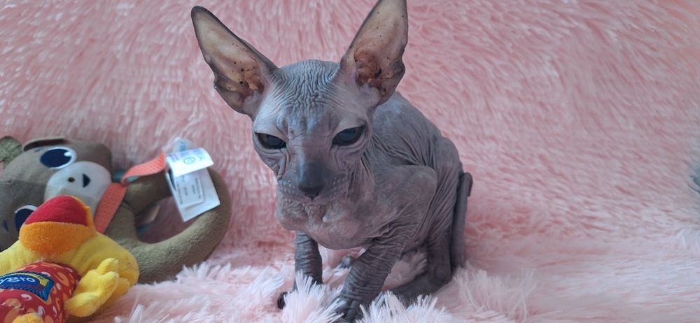 Канадка девочка. 4 мес.