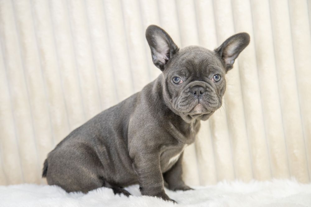 bulldog francez blue baietel