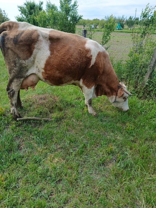 Vand vaca de 10 ani cu tauras august fatata de 3 zile