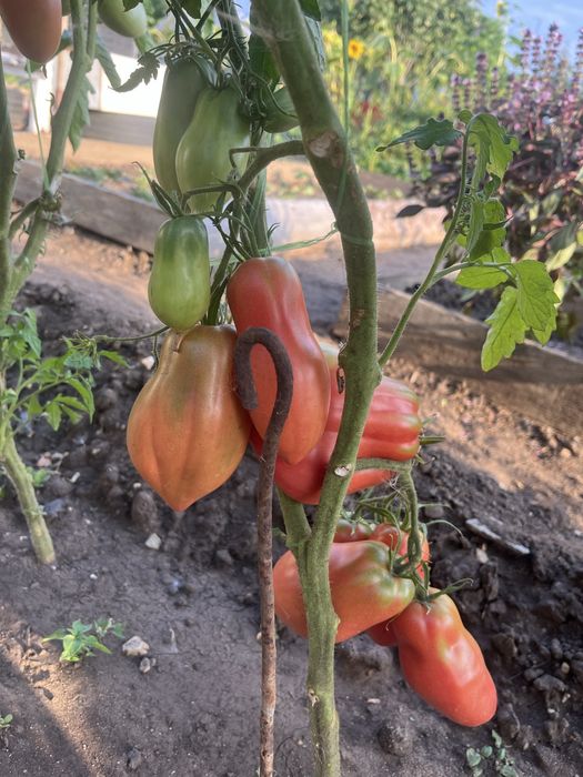 Продам дачные помидоры