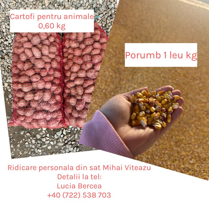 Porumb de vanzare