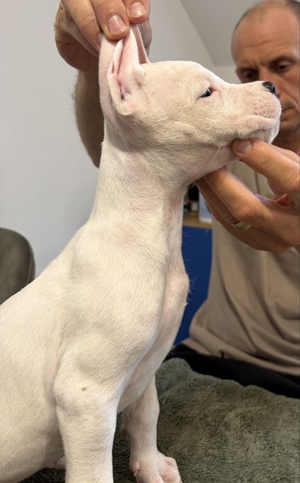 De vanzare pui Dogo Argentino