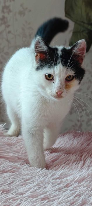 Коте на 4 месеца търси дом