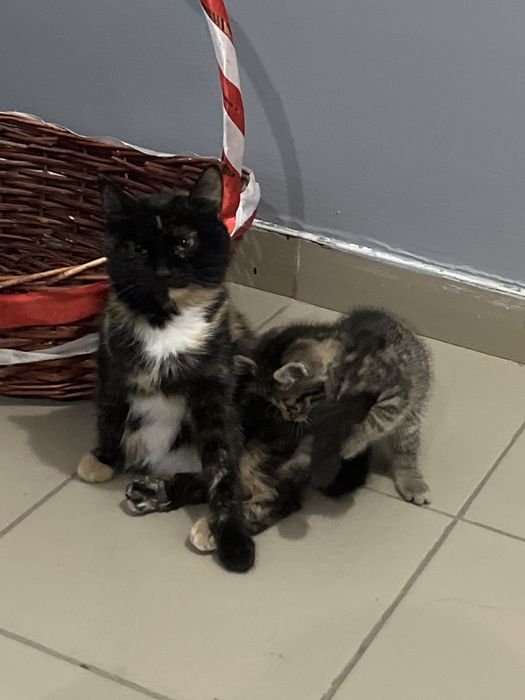 Кошка отдадим в добрые руки,