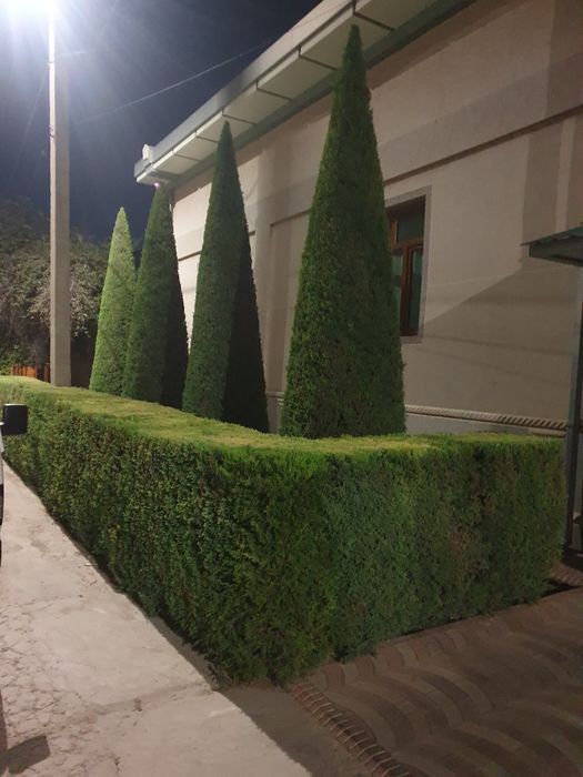 Арча моживелник оптом