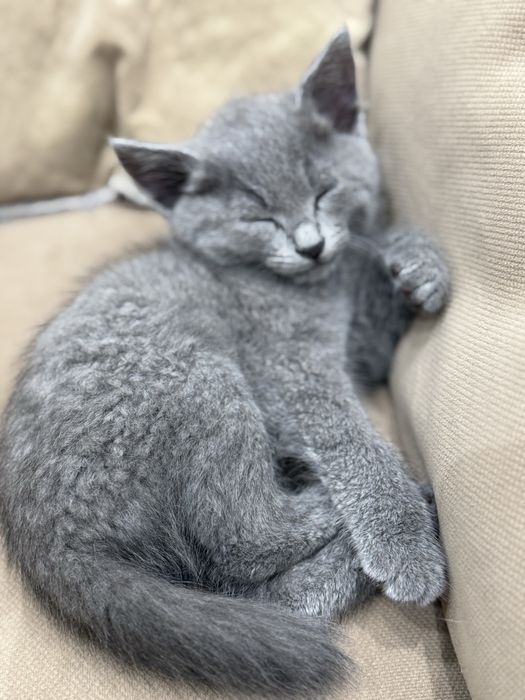 Котенок русская голубая