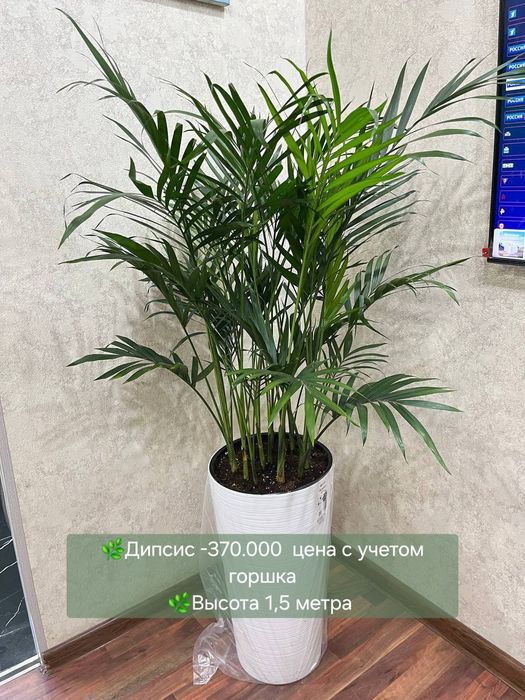 Сансевиерия, Пахира, Замиокулькас