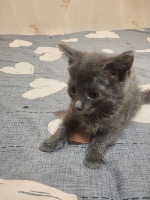 Отдаем котят бесплатно в добрые руки