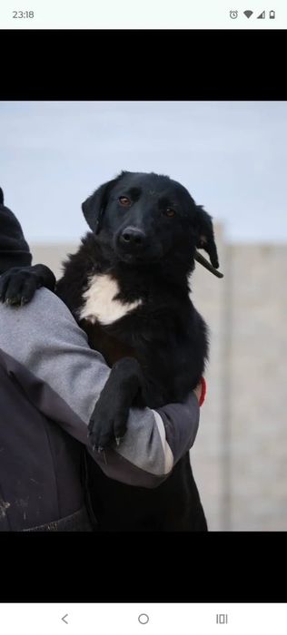 кОмпаНьеНы сТорожа ждут любящих хозяев