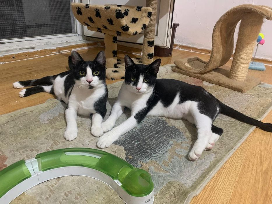 Motanei superbi de adoptat, pisici de adoptat,puiuti de pisica adoptie