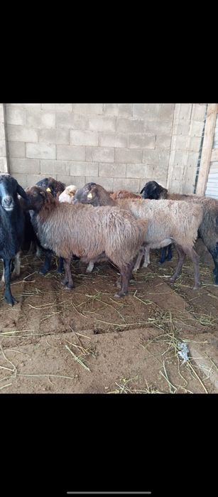 Кой сатылады 24 7